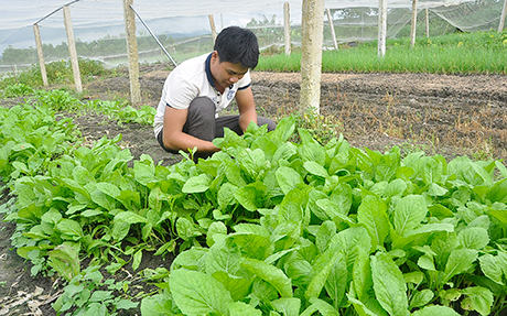 Nông dân xã Đăk Xú (huyện Ngọc Hồi) sản xuất rau an toàn